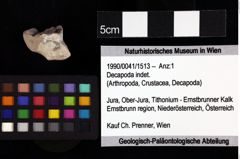 Foto (Objket + Etiketten) von Pithonoton sp. 